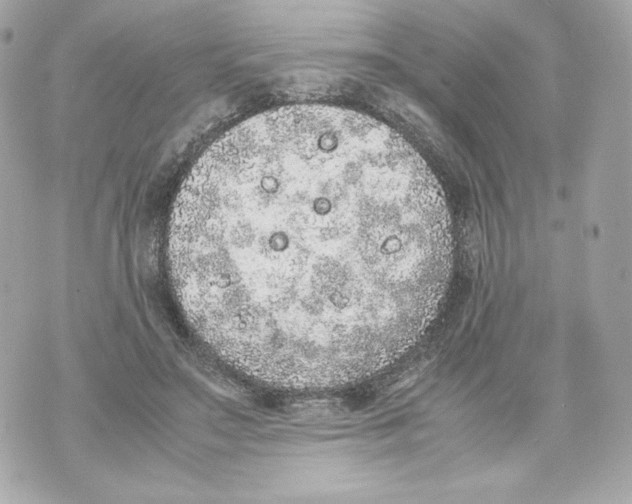 X0000070380499200607072157