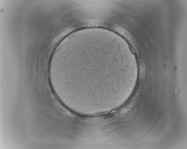 X0000070380673200607072154