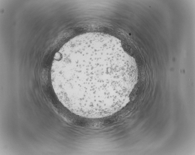 X0000070380695200607072154