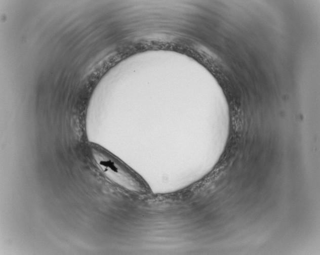 X0000070380774200607072153