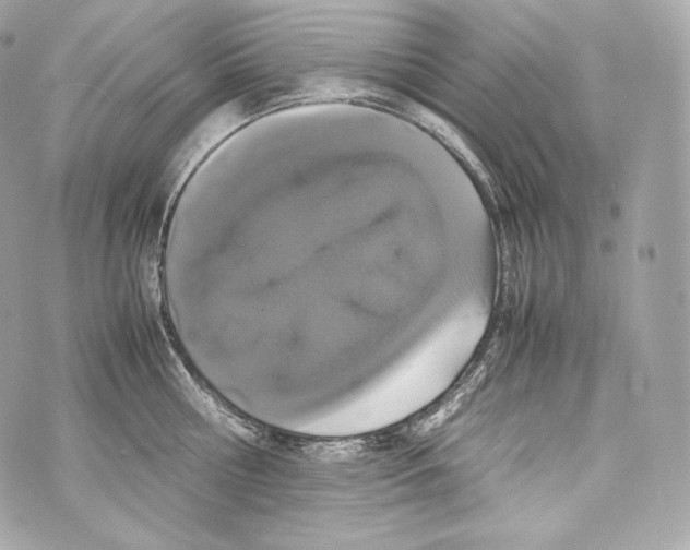 X0000070380810200607072152