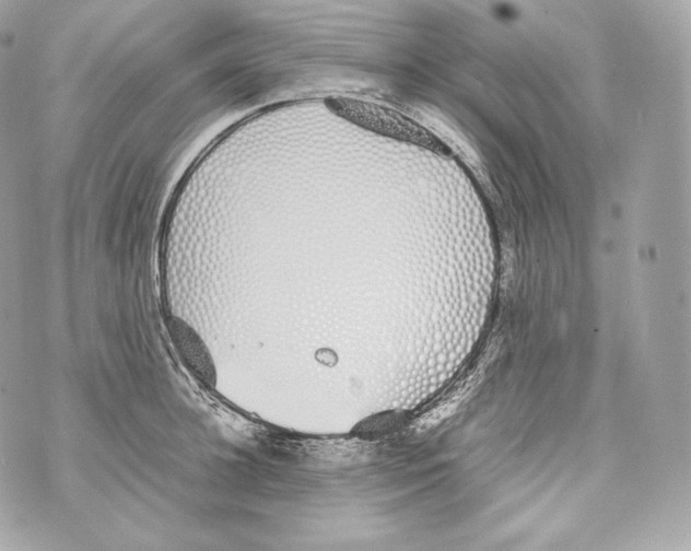 X0000070380948200607072150