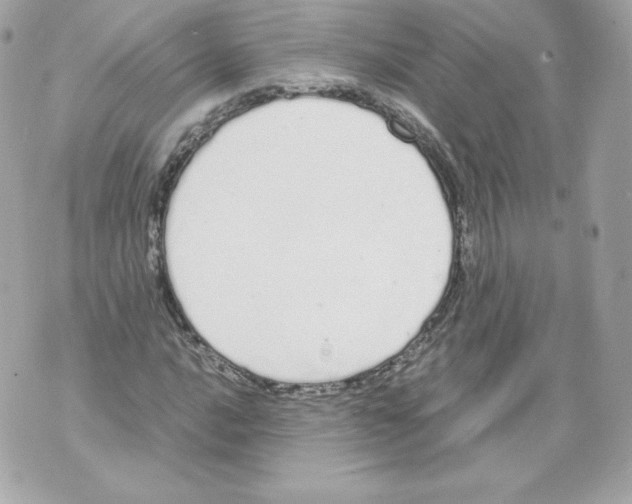 X0000070381016200607072148