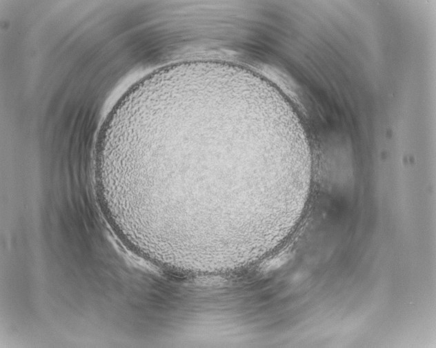 X0000070381094200607072148