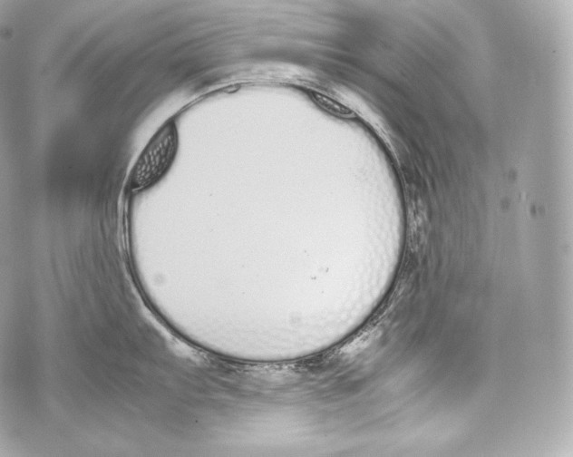 X0000070381103200607072148