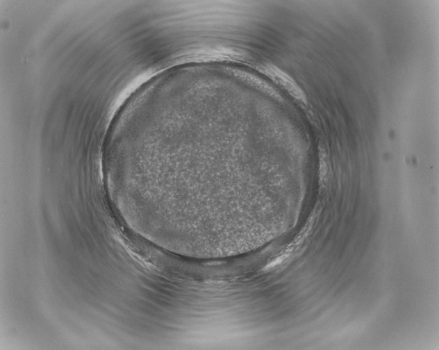 X0000070381226200607072146