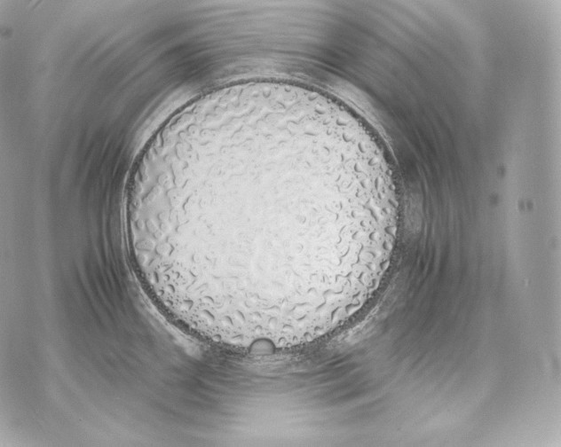 X0000070381290200607072144