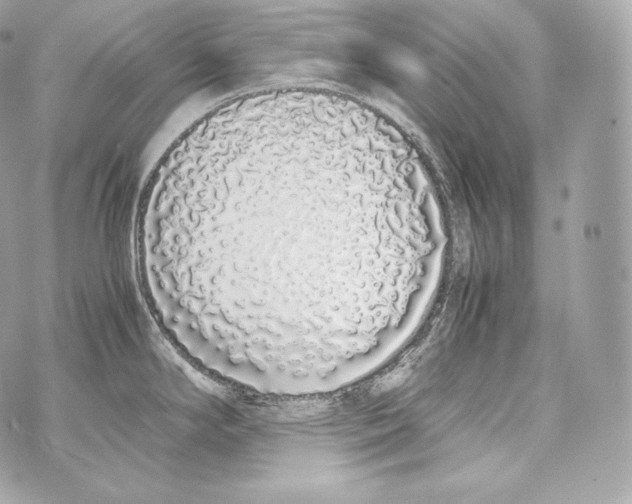 X0000070381294200607072144