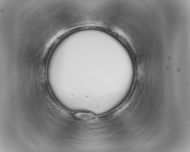 X0000070381310200607072144