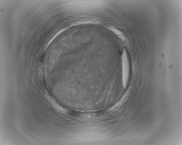 X0000070381369200607072143