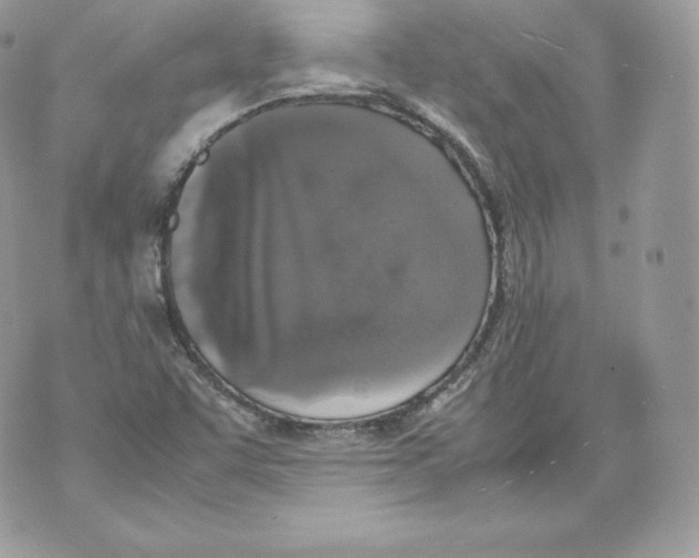 X0000070381455200607072142