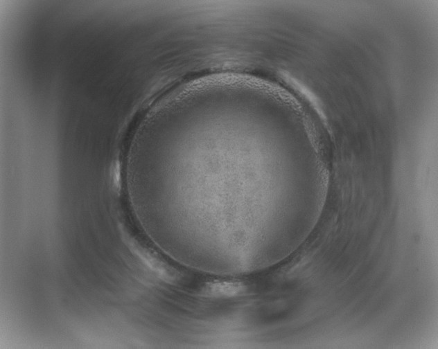 X0000070390067200606091202
