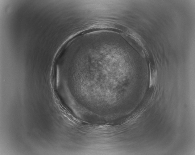 X0000070390387200606091157