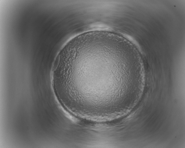 X0000070391383200606091140