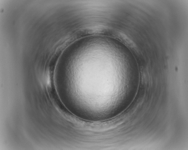 X0000070390026200606121329