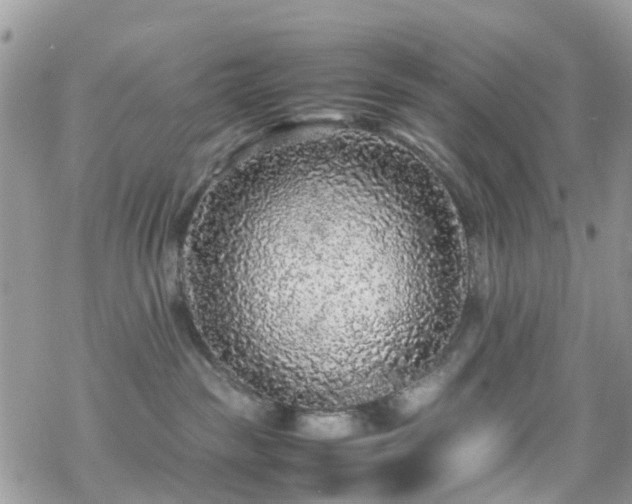 X0000070390189200606121327