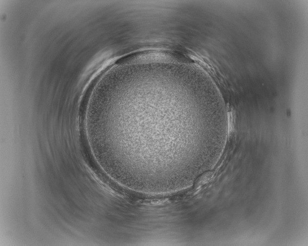 X0000070390243200606121325