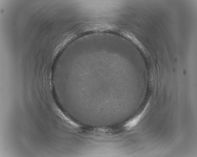 X0000070390585200606121320