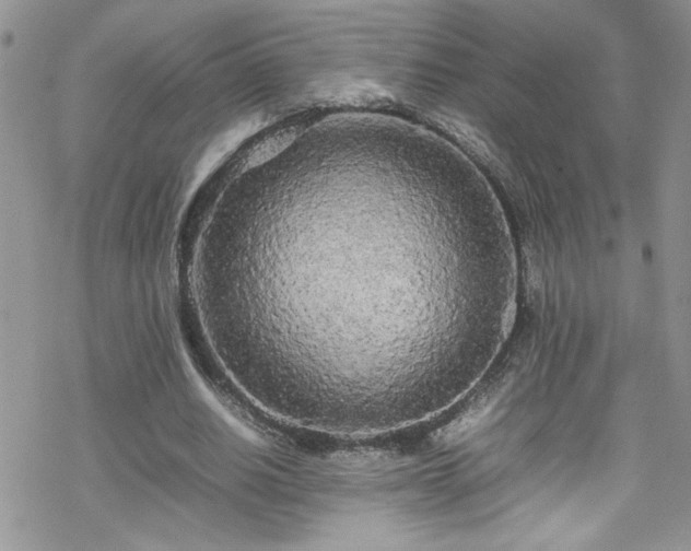 X0000070390630200606121318