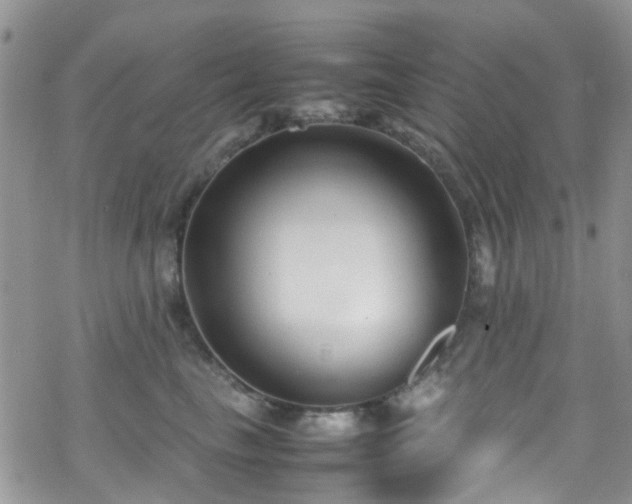 X0000070390665200606121319