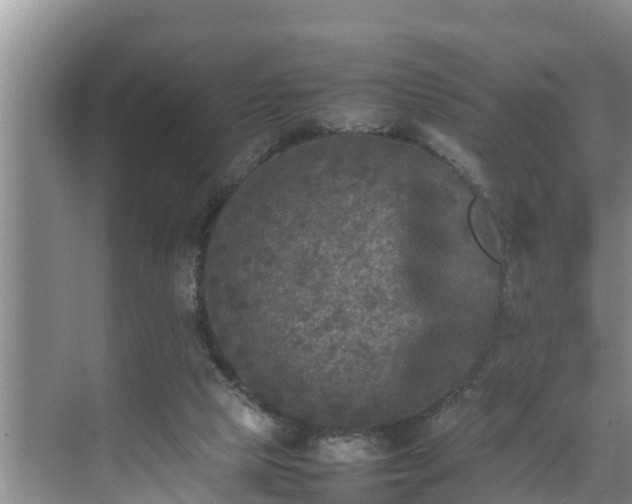 X0000070390065200606161421