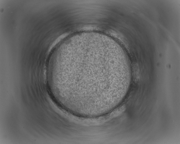 X0000070390016200606231749