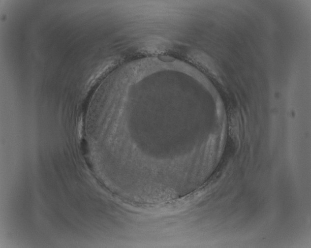 X0000070390023200606231749