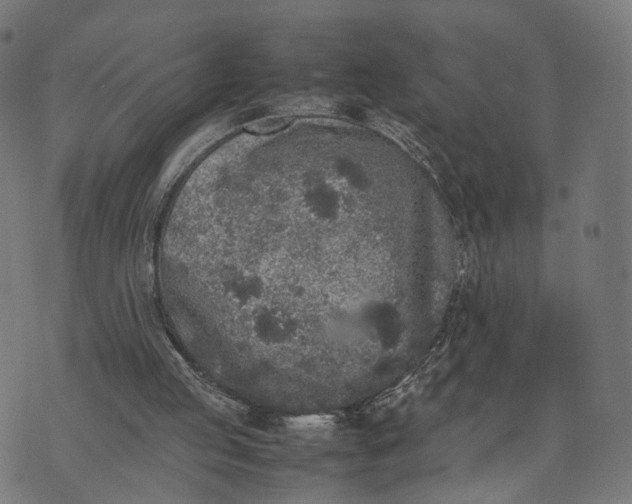 X0000070390053200606231747