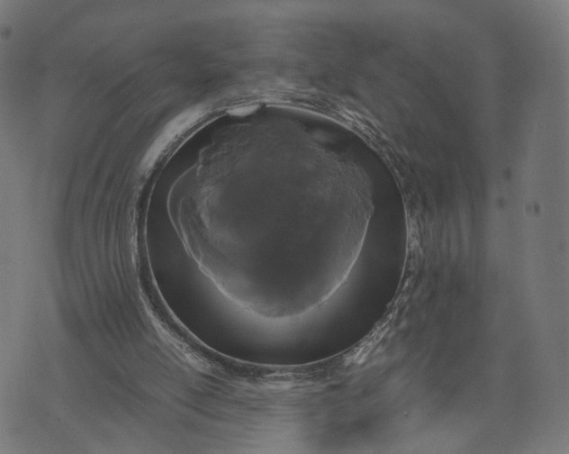 X0000070390054200606231747