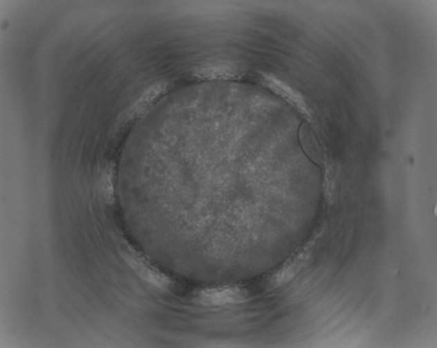 X0000070390065200606231748