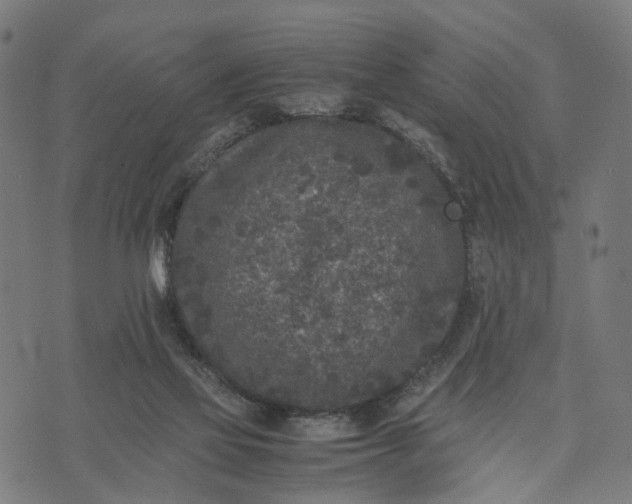 X0000070390069200606231748