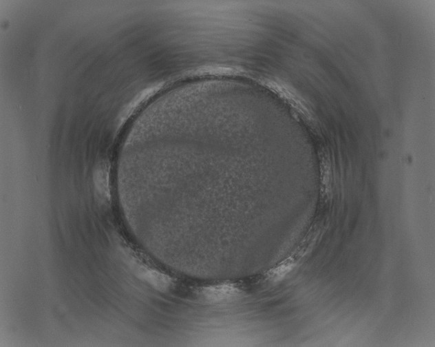 X0000070390112200606231747