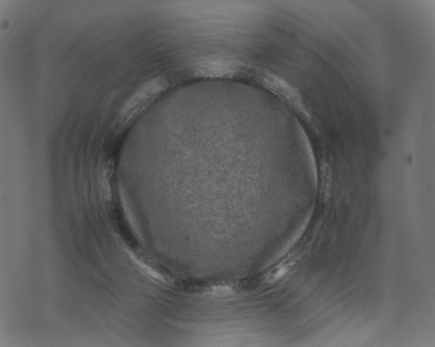 X0000070390114200606231747