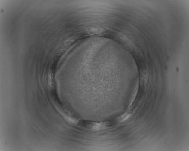 X0000070390130200606231747