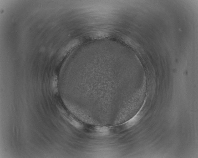 X0000070390144200606231747