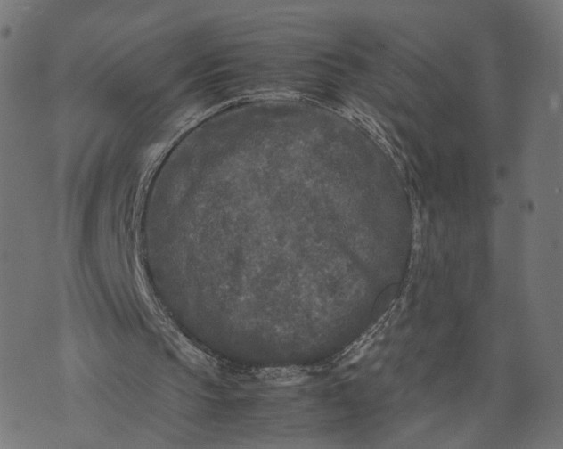 X0000070390145200606231746