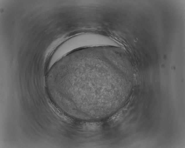 X0000070390149200606231746