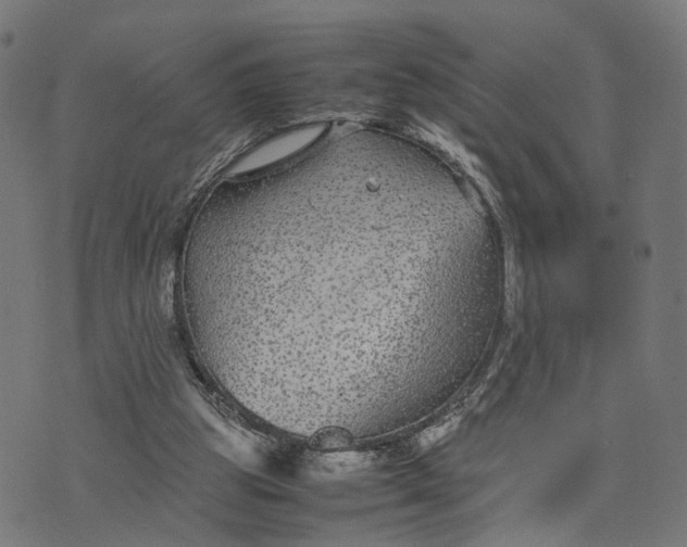 X0000070390153200606231746