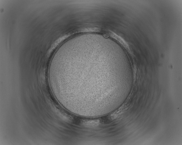 X0000070390155200606231746