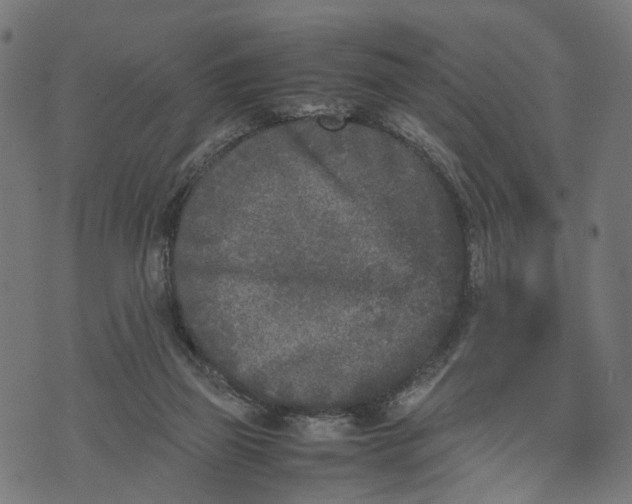 X0000070390165200606231746