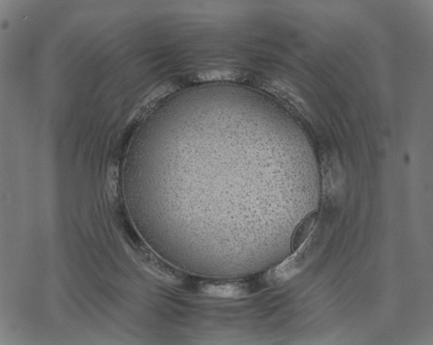 X0000070390171200606231746