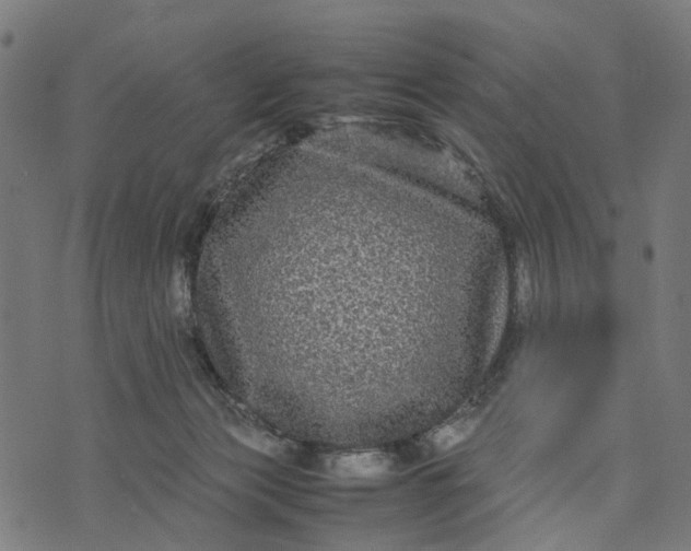 X0000070390173200606231746