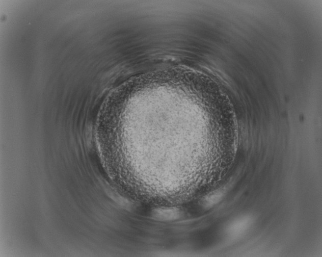 X0000070390189200606231747