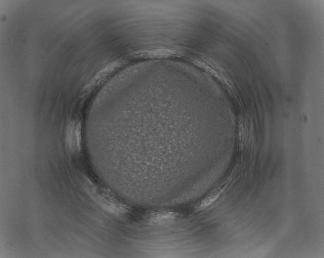 X0000070390206200606231746