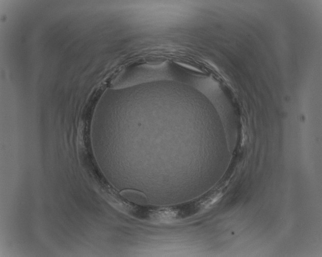 X0000070390217200606231745