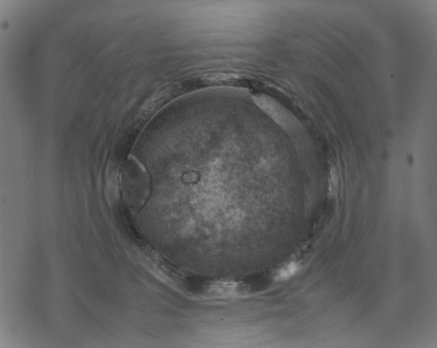 X0000070390227200606231745