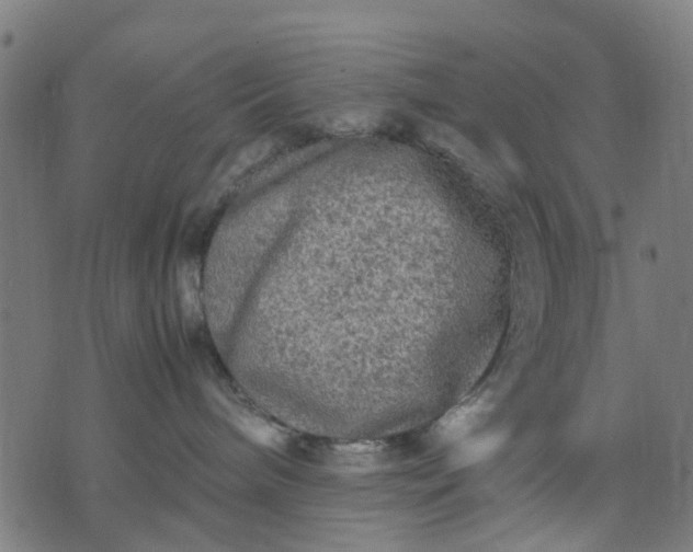 X0000070390240200606231745