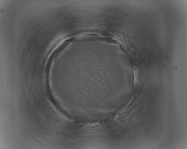 X0000070390243200606231744