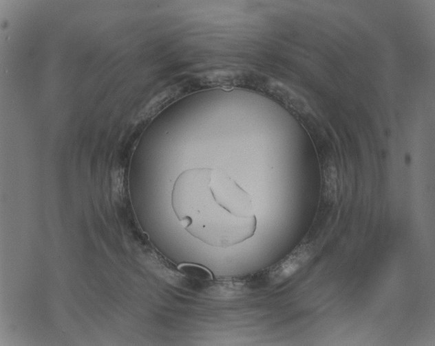 X0000070390278200606231745