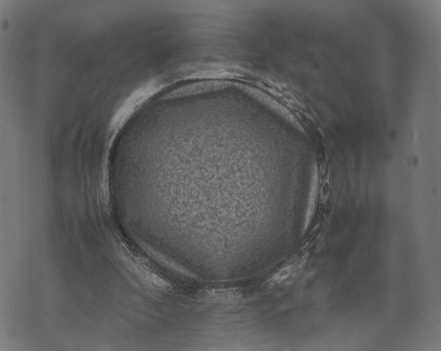 X0000070390296200606231744